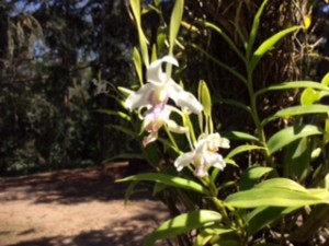 Orchids in PNG...