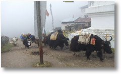 yaks