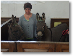 donkeys in stall