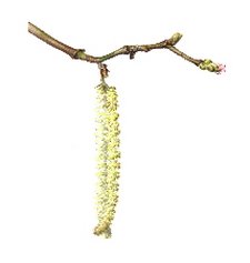 catkin