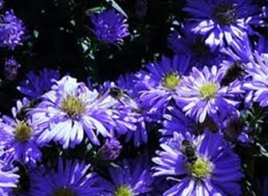 Michaelmass daisies